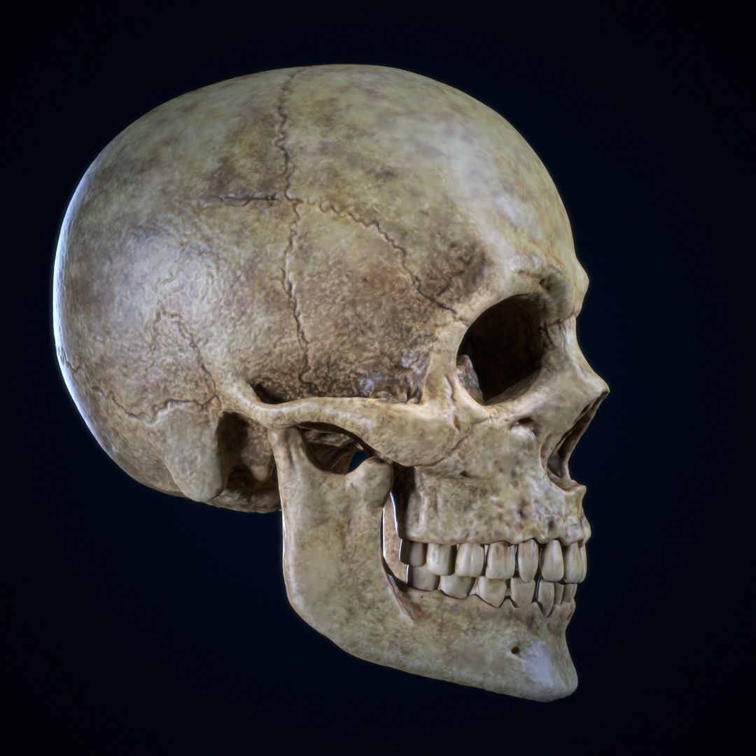 Skull Human Free 3D print model_2
