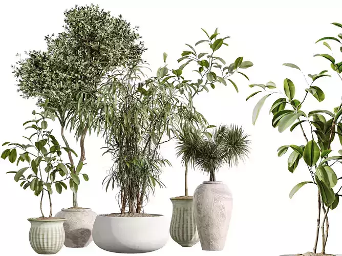 AV Indoor Plants Set 270 Ficus Marginata Yucca Olive Tree 3D model