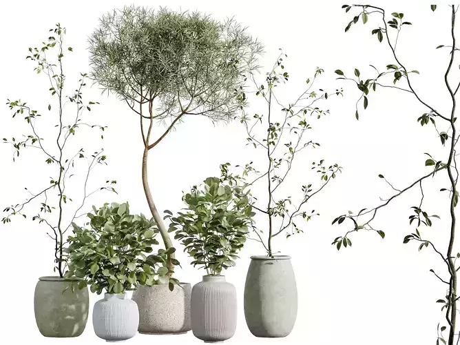 AV Indoor Plants Set 271 Ficus Marginata and Eucalyptus 