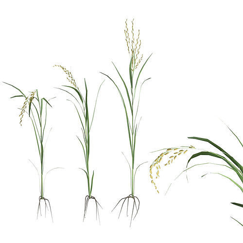 green rice stalk  Low-poly 3D model