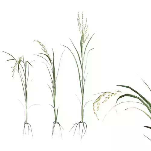 green rice stalk  Low-poly 3D model