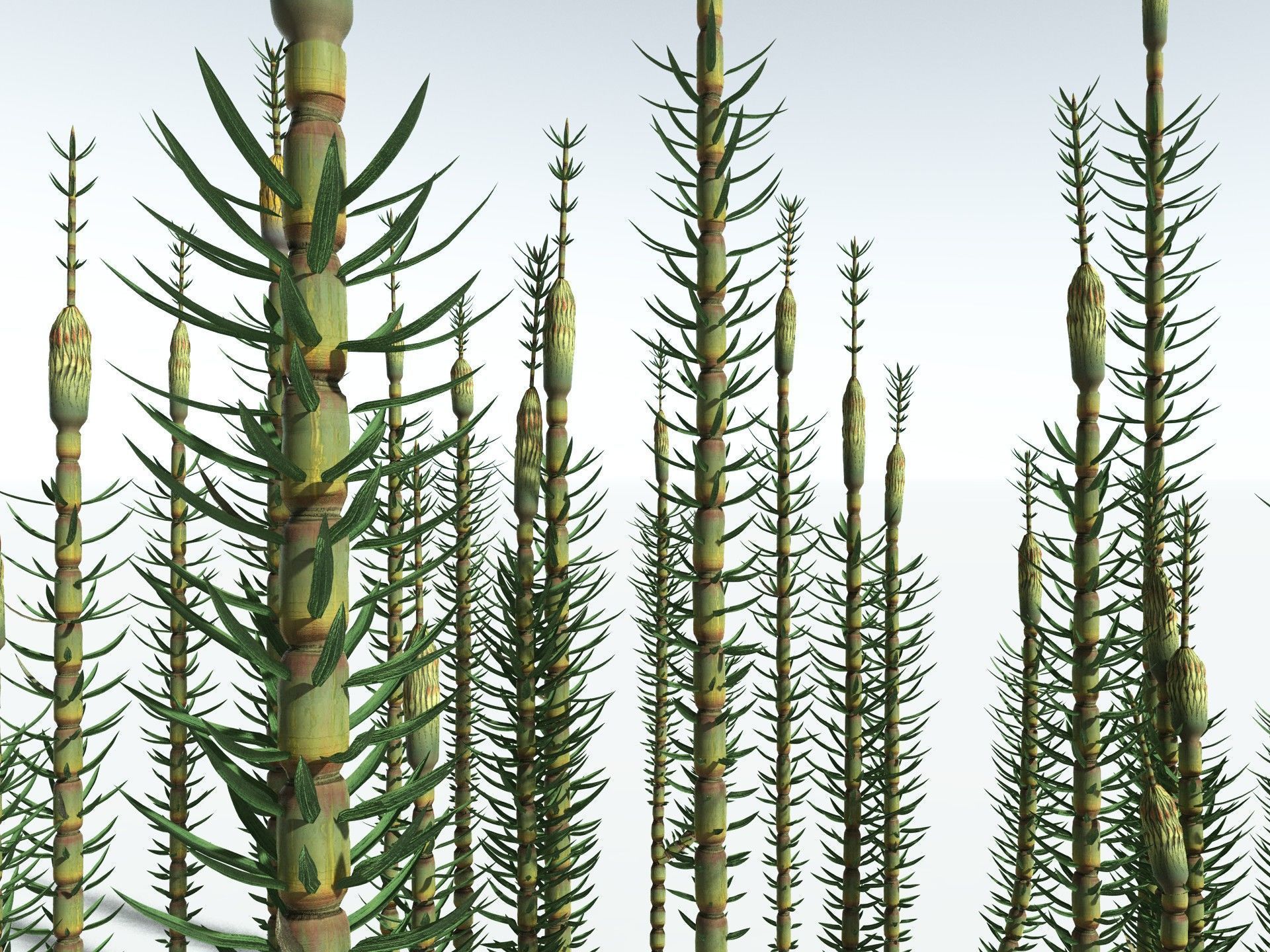 EVERYPlant Calamites Suckowii 3D model_21