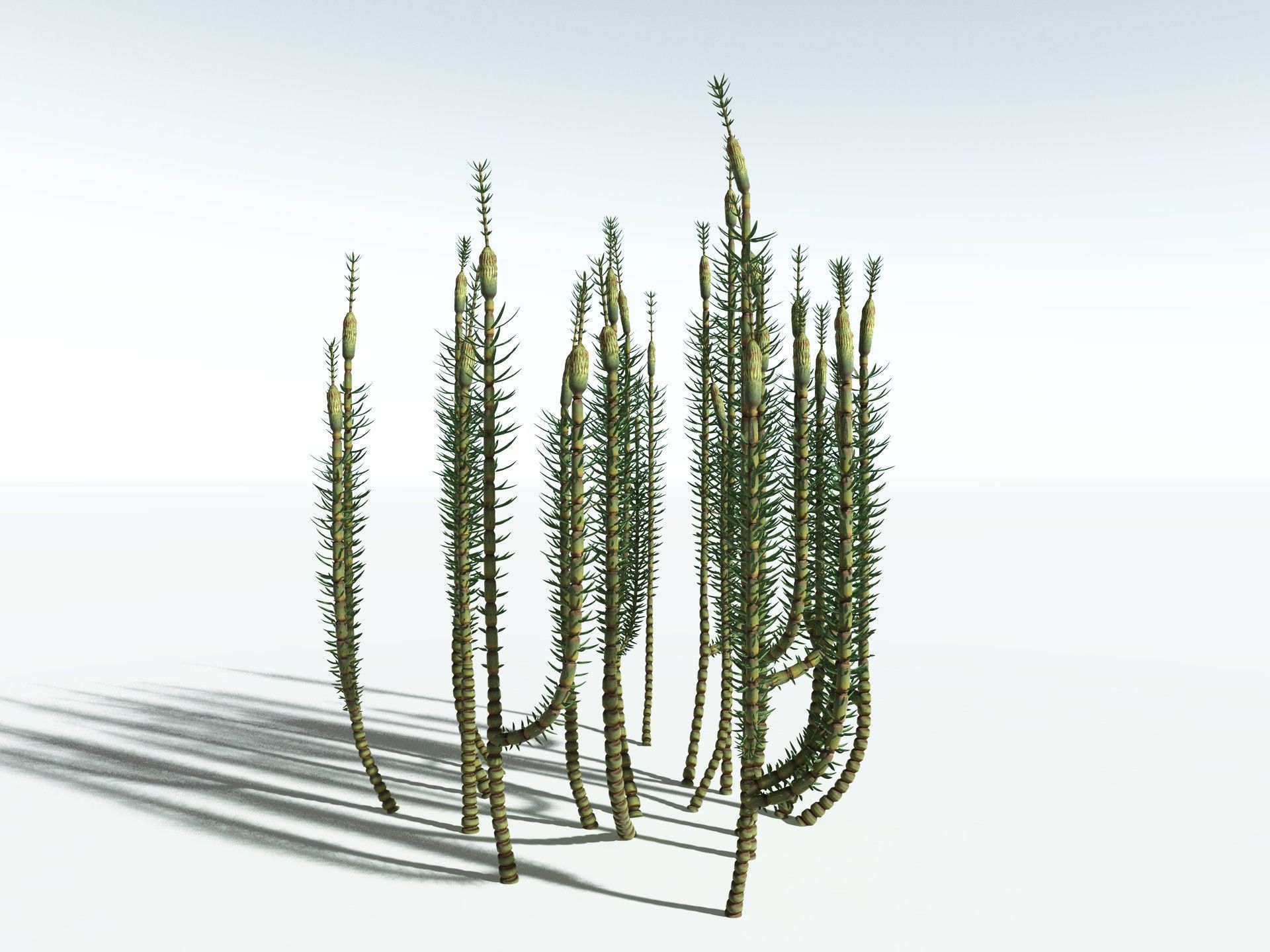 EVERYPlant Calamites Suckowii 3D model_2