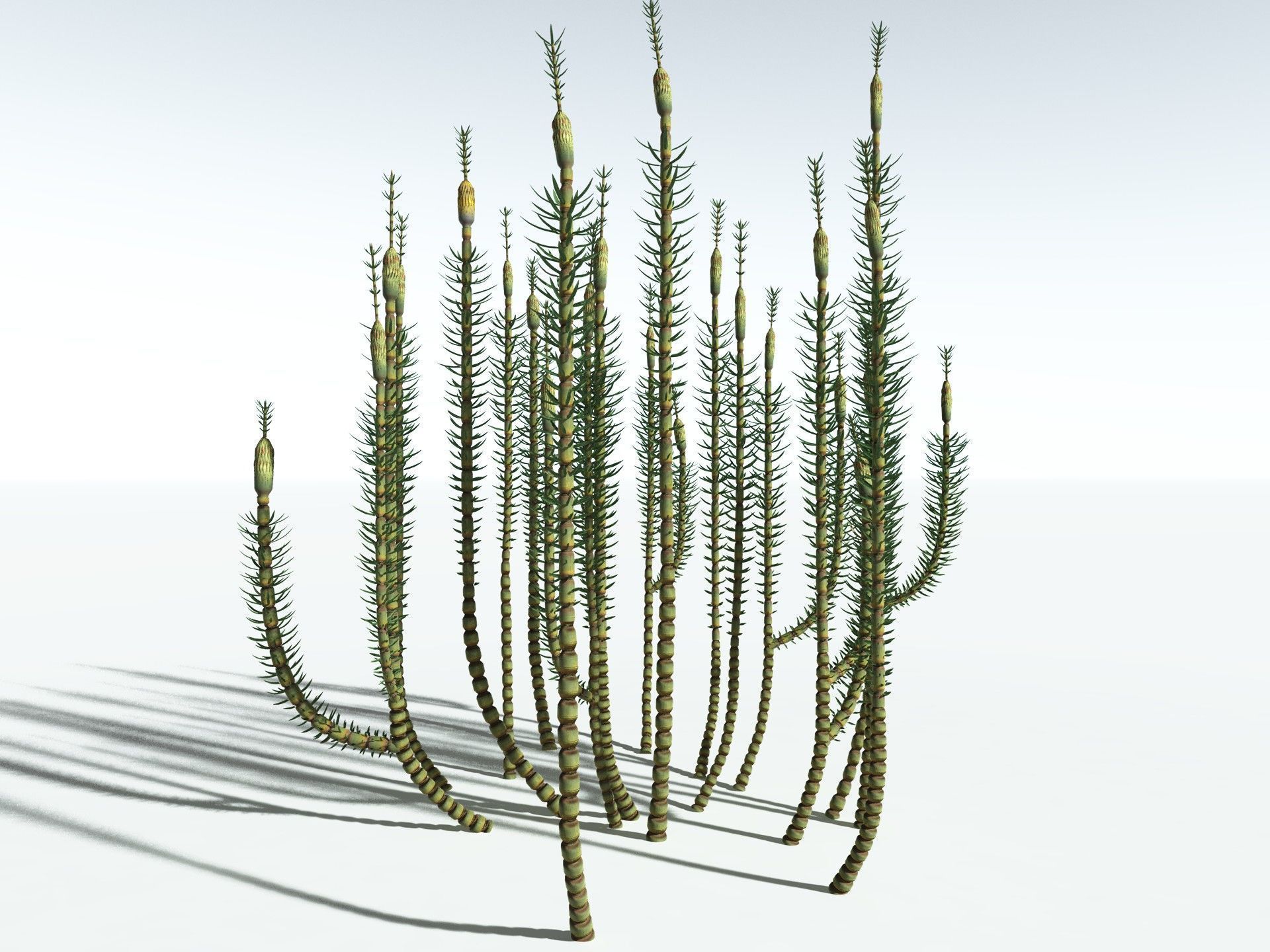 EVERYPlant Calamites Suckowii 3D model_20