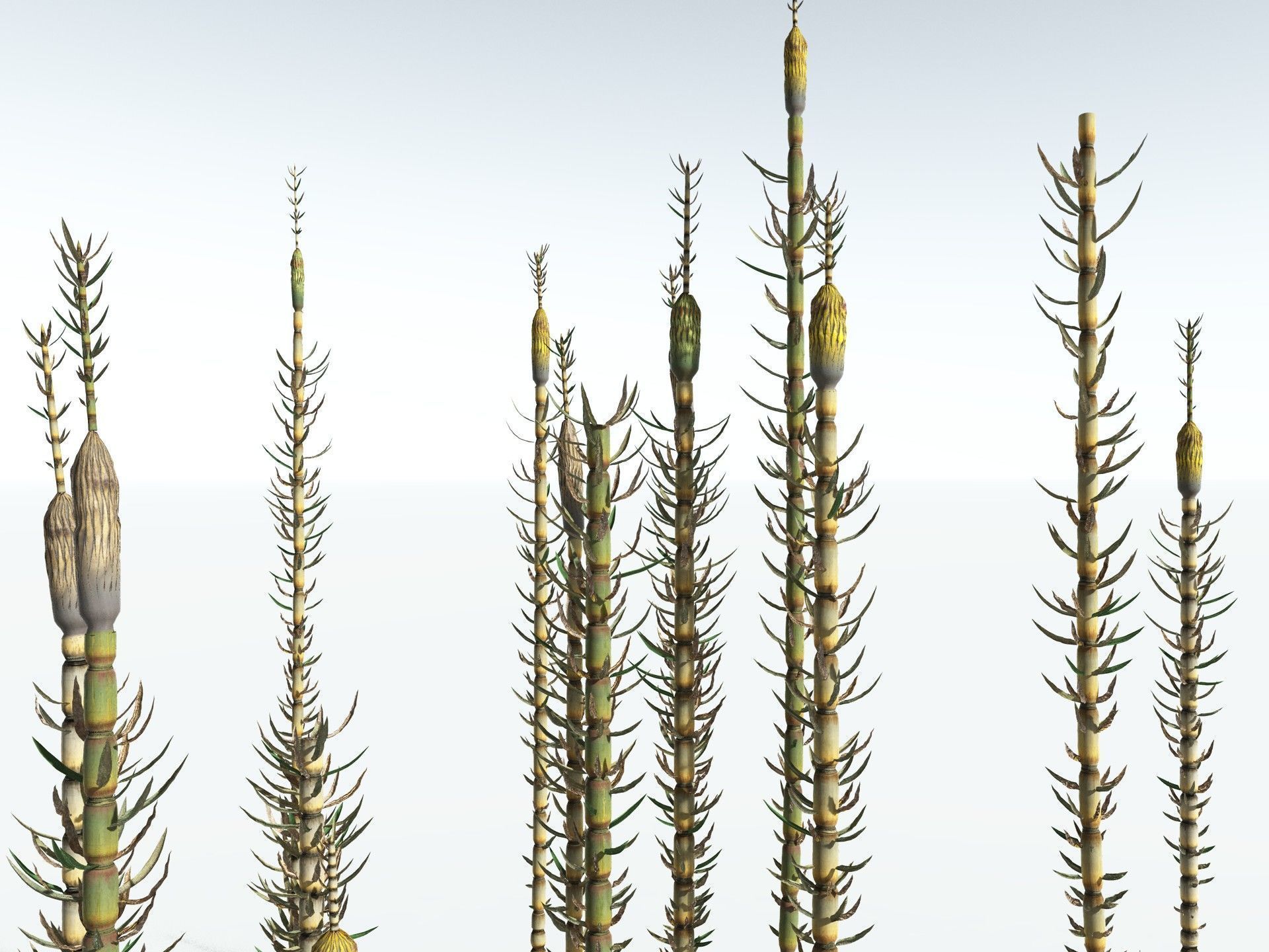 EVERYPlant Calamites Suckowii 3D model_17