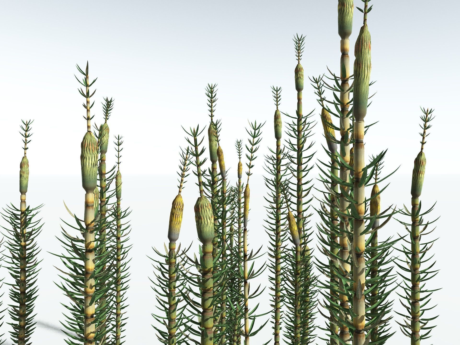 EVERYPlant Calamites Suckowii 3D model_13