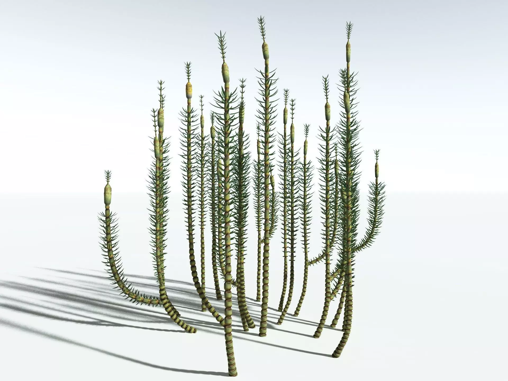 EVERYPlant Calamites Suckowii 3D model_0