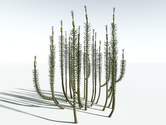 EVERYPlant Calamites Suckowii -18 Models- 3D model