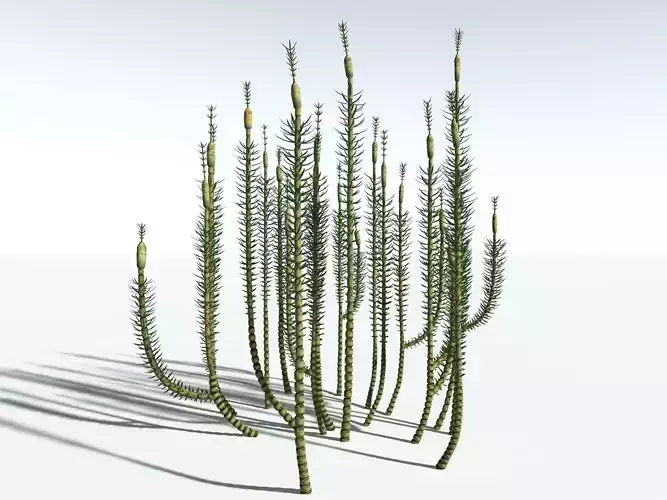 EVERYPlant Calamites Suckowii 3D model