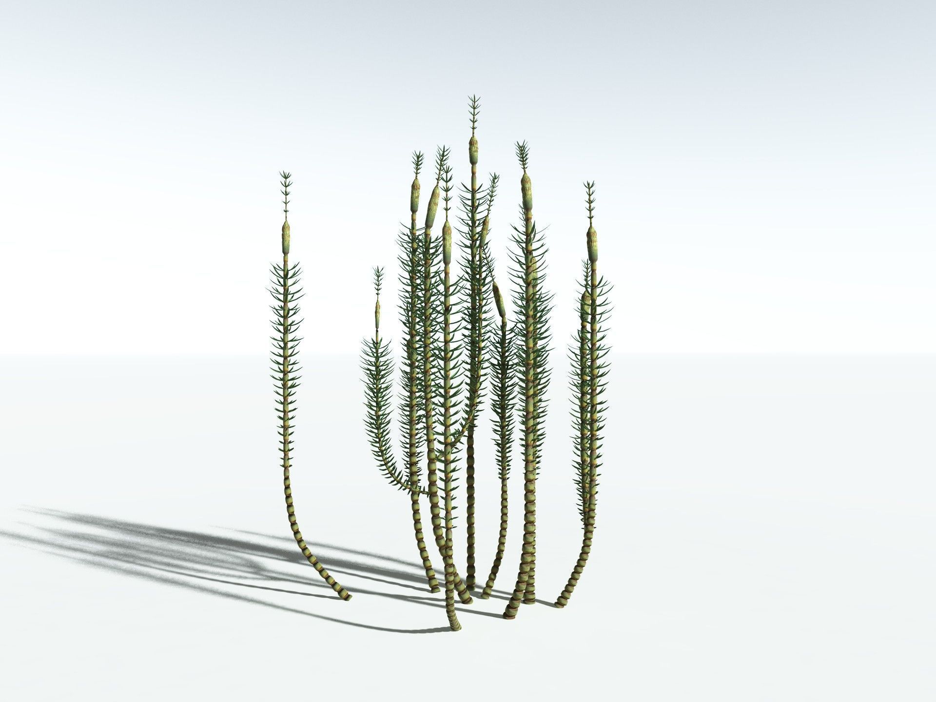 EVERYPlant Calamites Suckowii 3D model_32