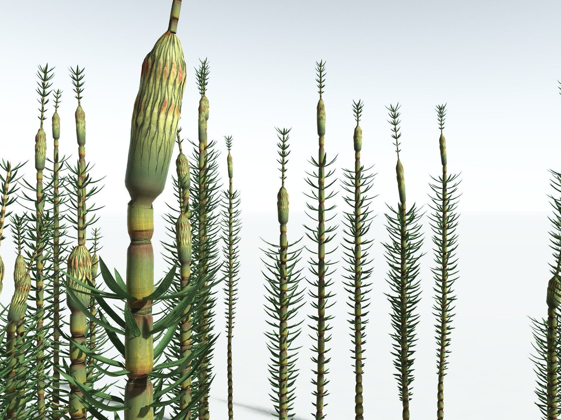 EVERYPlant Calamites Suckowii 3D model_35