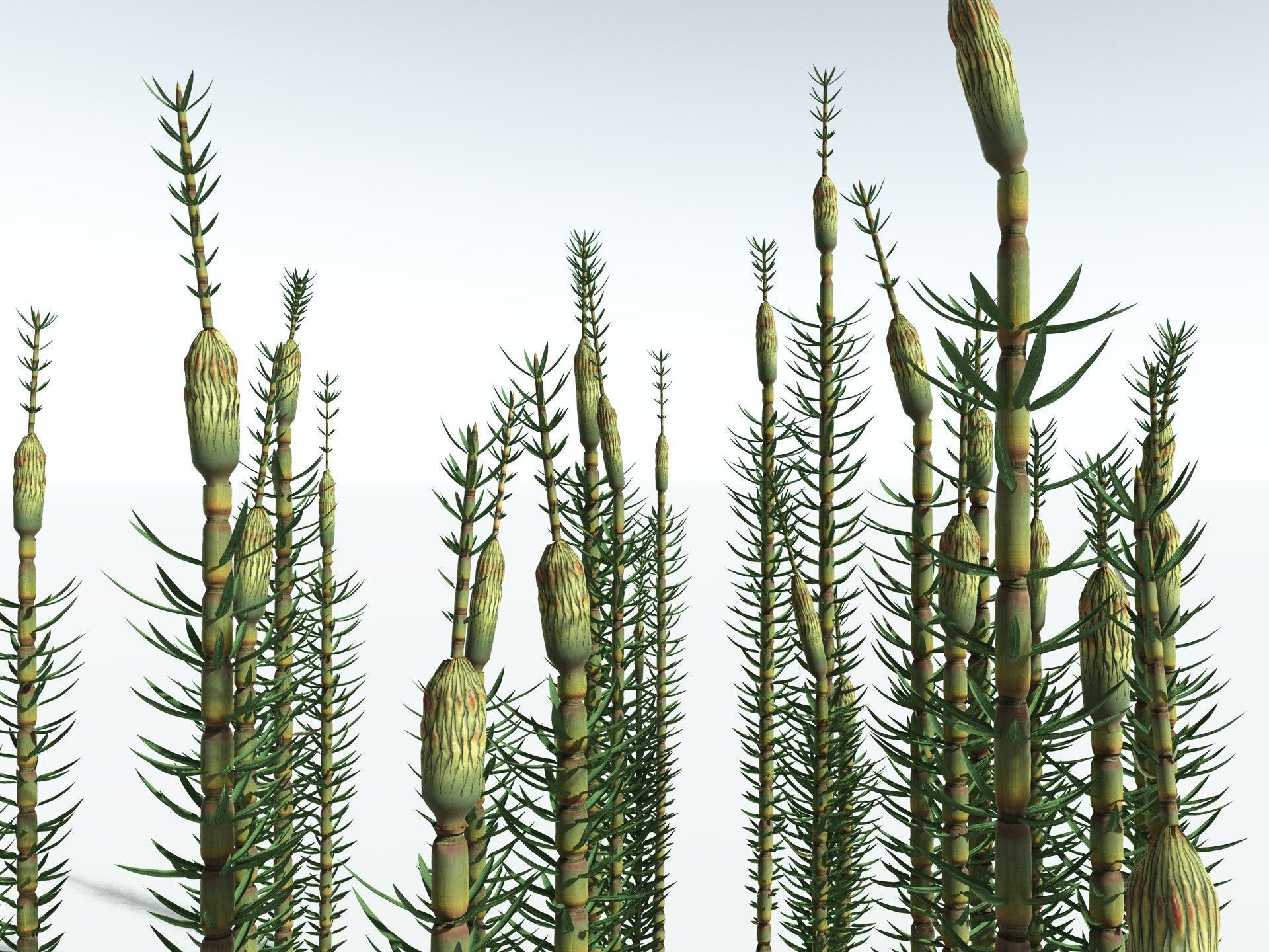 EVERYPlant Calamites Suckowii 3D model_3