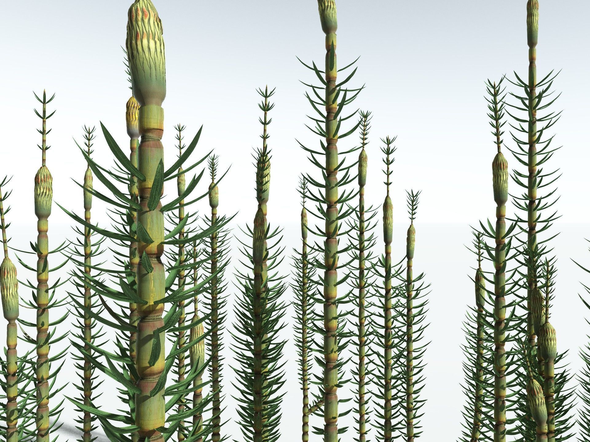 EVERYPlant Calamites Suckowii 3D model_1