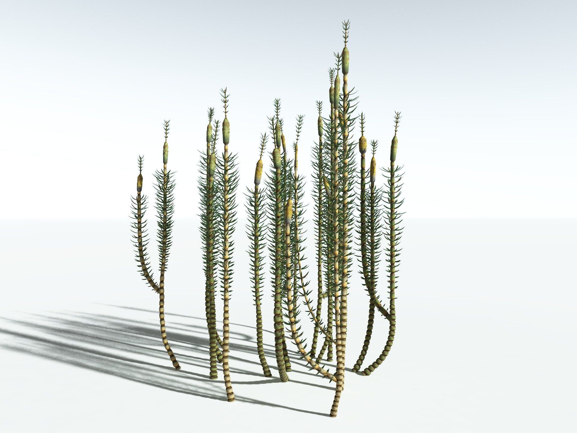 EVERYPlant Calamites Suckowii 3D model_12