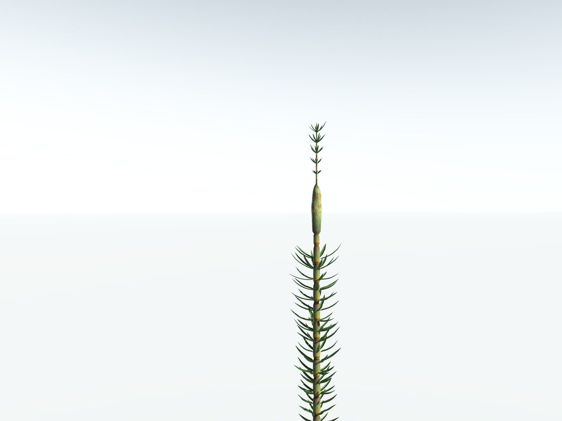 EVERYPlant Calamites Suckowii 3D model_31
