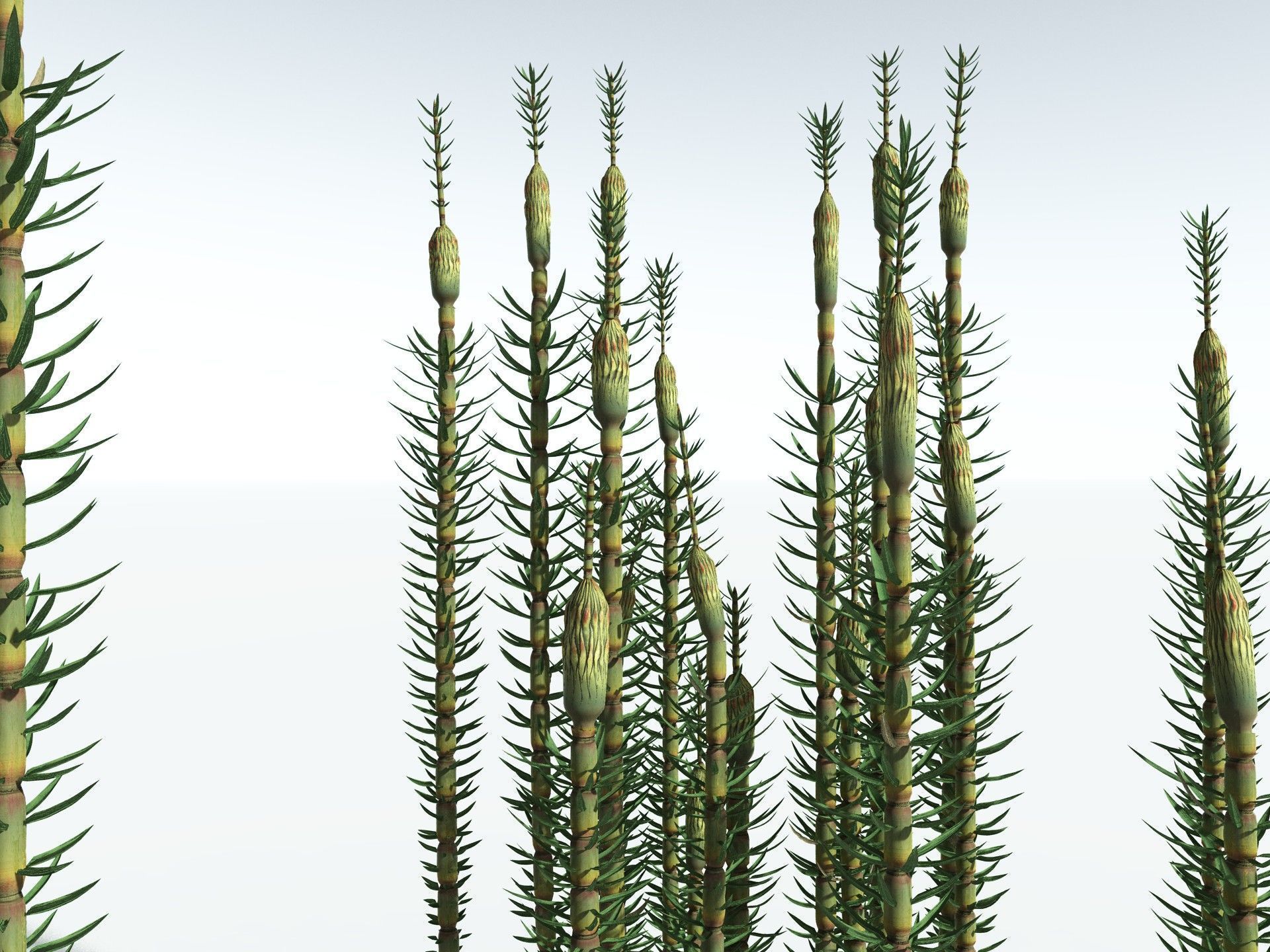 EVERYPlant Calamites Suckowii 3D model_9