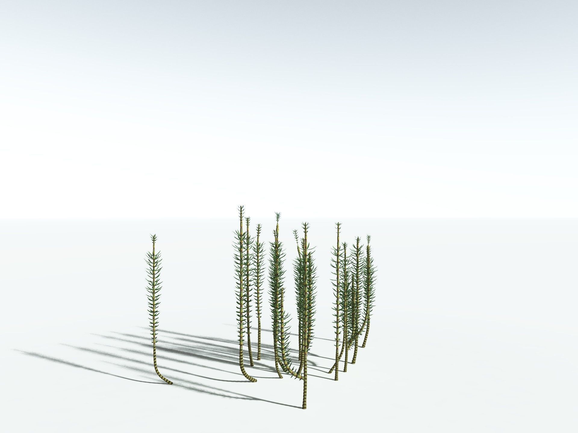 EVERYPlant Calamites Suckowii 3D model_24