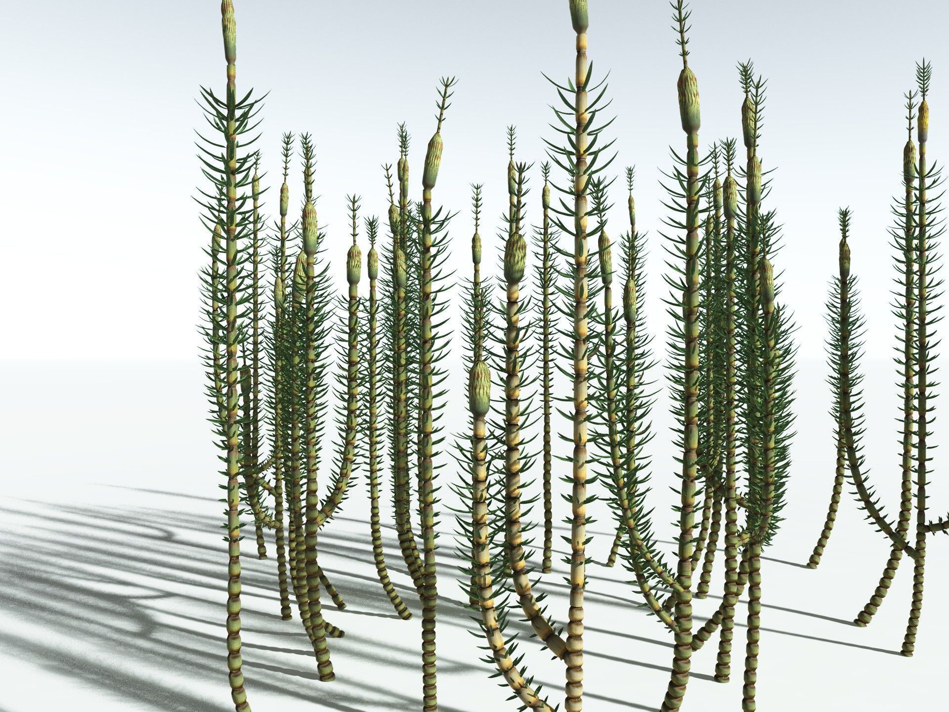EVERYPlant Calamites Suckowii 3D model_34