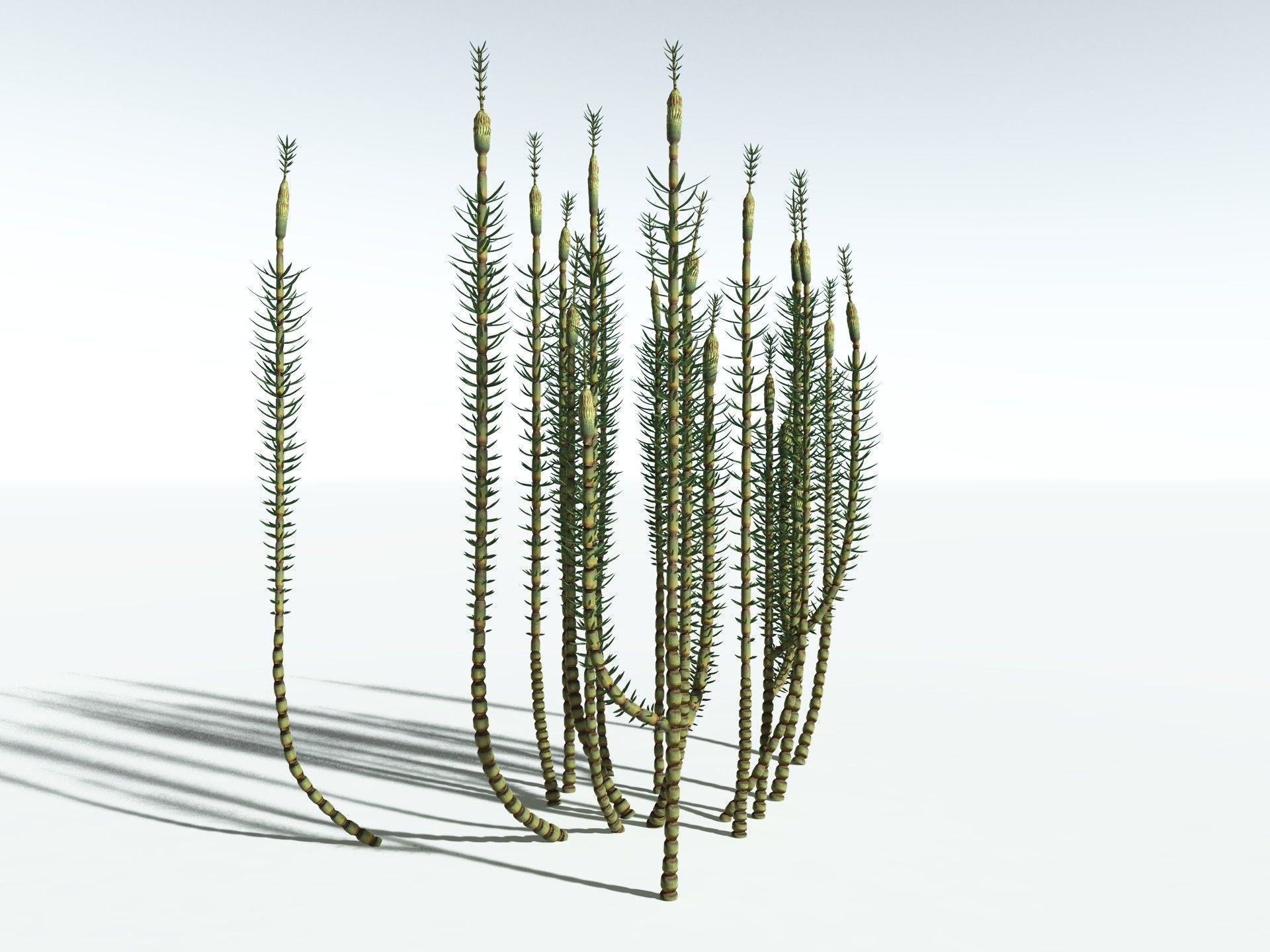 EVERYPlant Calamites Suckowii 3D model_4