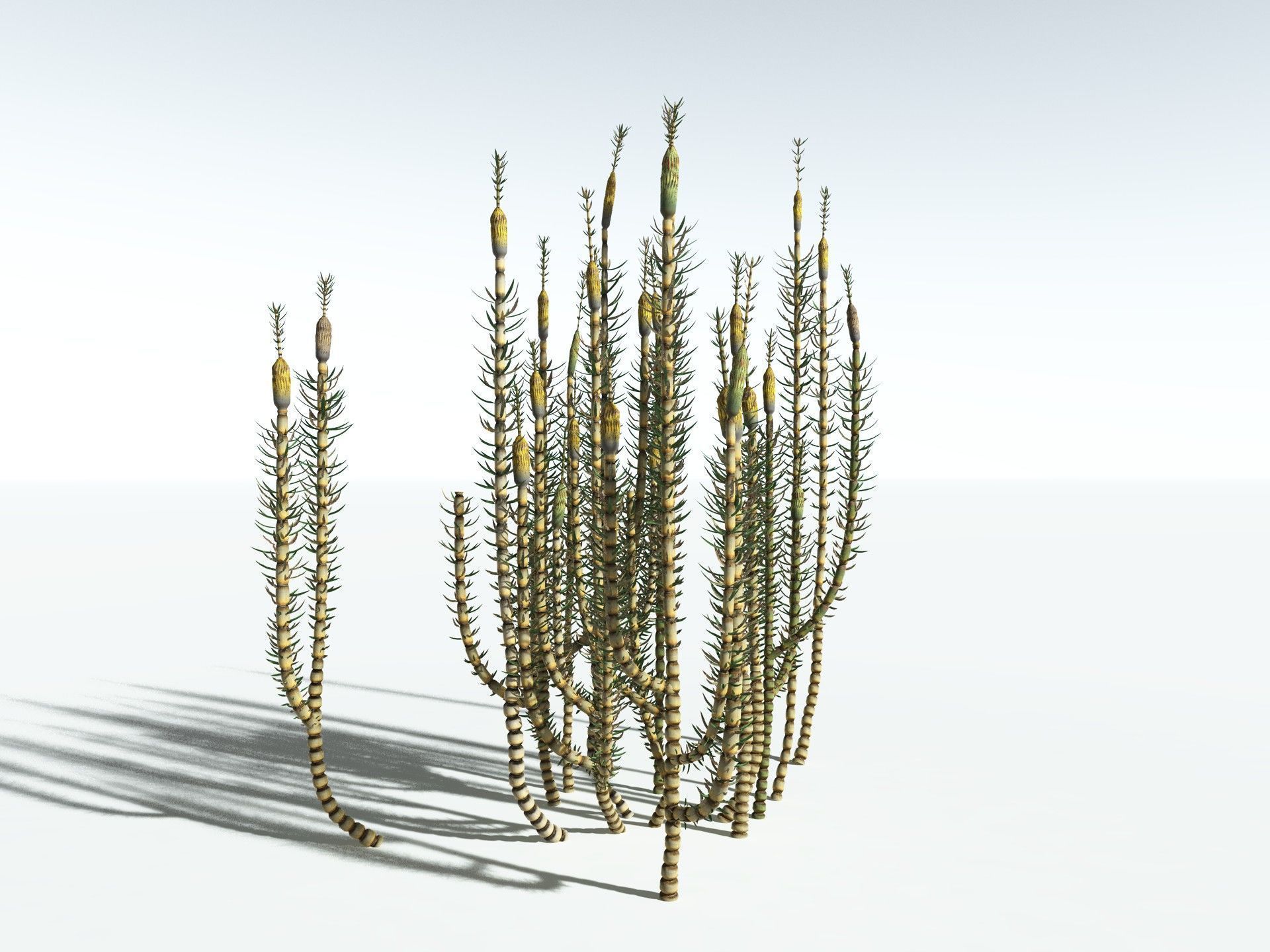 EVERYPlant Calamites Suckowii 3D model_14