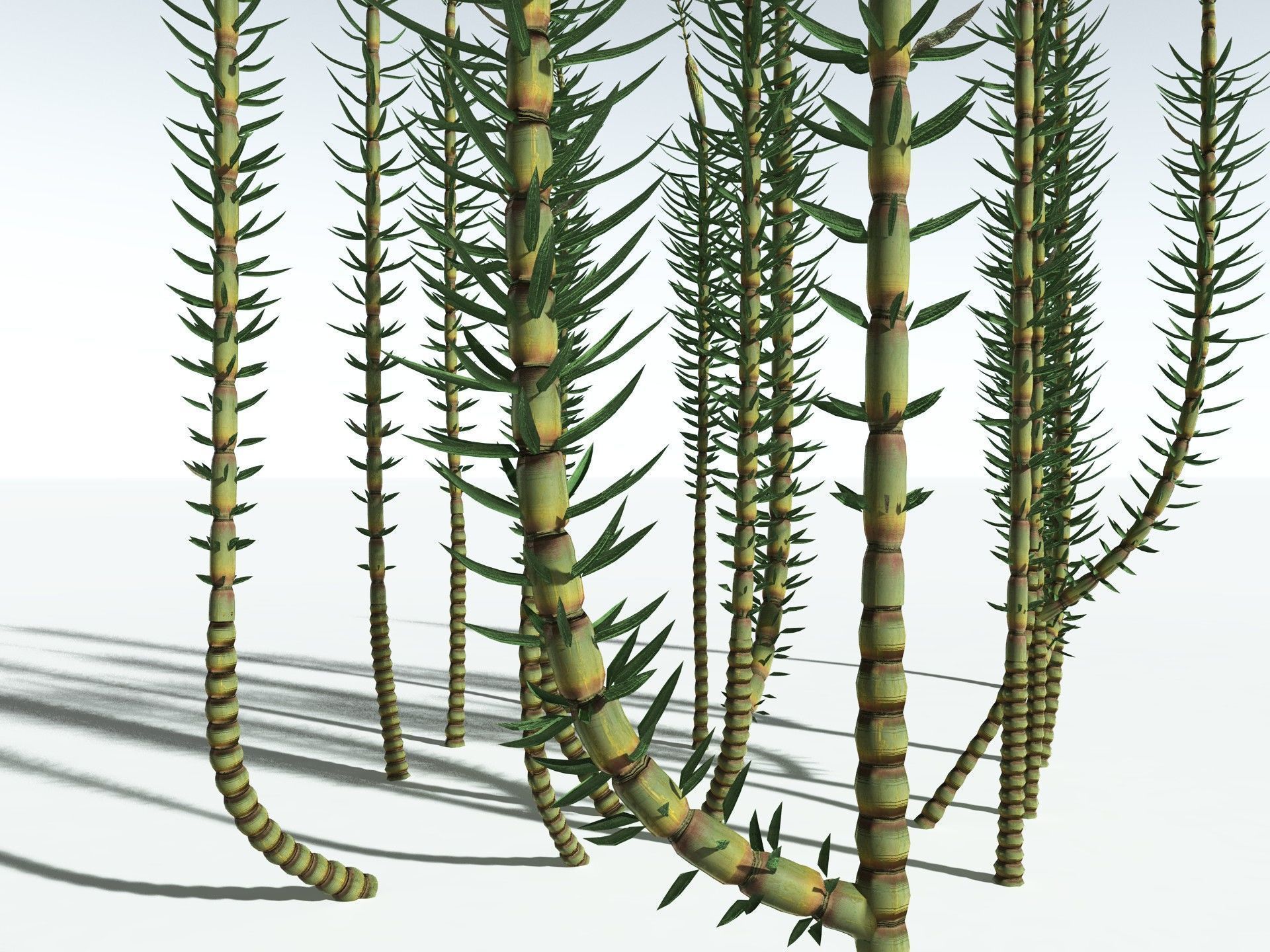 EVERYPlant Calamites Suckowii 3D model_25