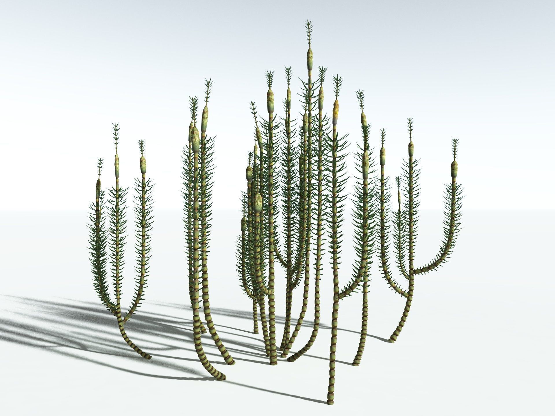 EVERYPlant Calamites Suckowii 3D model_6