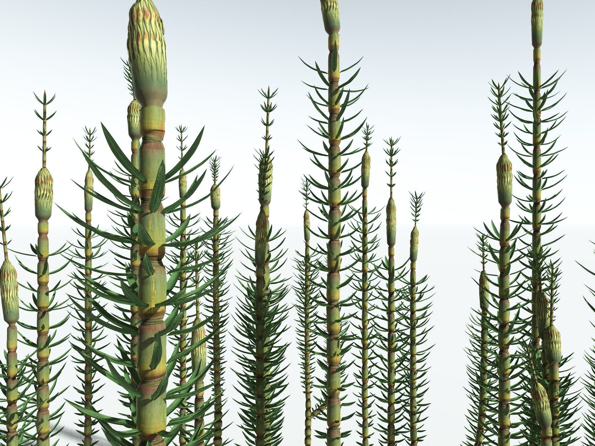 EVERYPlant Calamites Suckowii 3D model_11