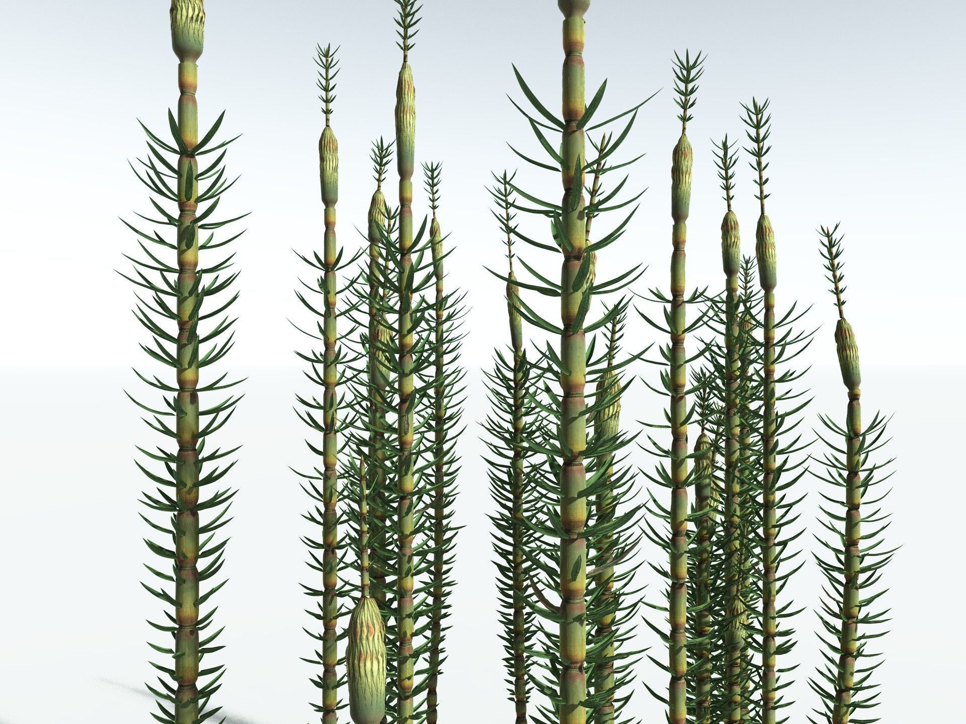 EVERYPlant Calamites Suckowii 3D model_5