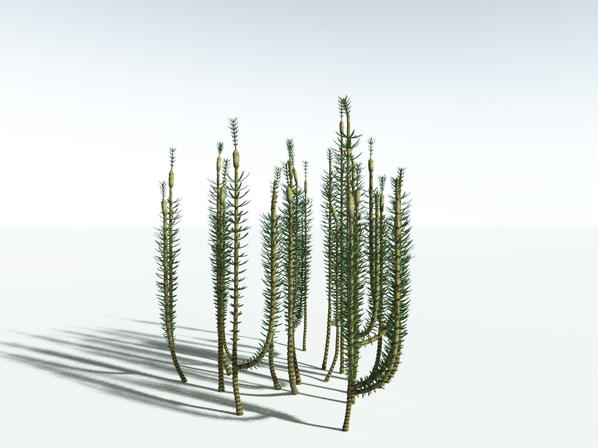 EVERYPlant Calamites Suckowii 3D model_22