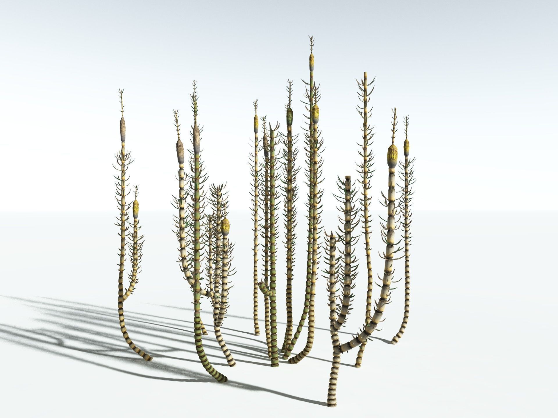 EVERYPlant Calamites Suckowii 3D model_16