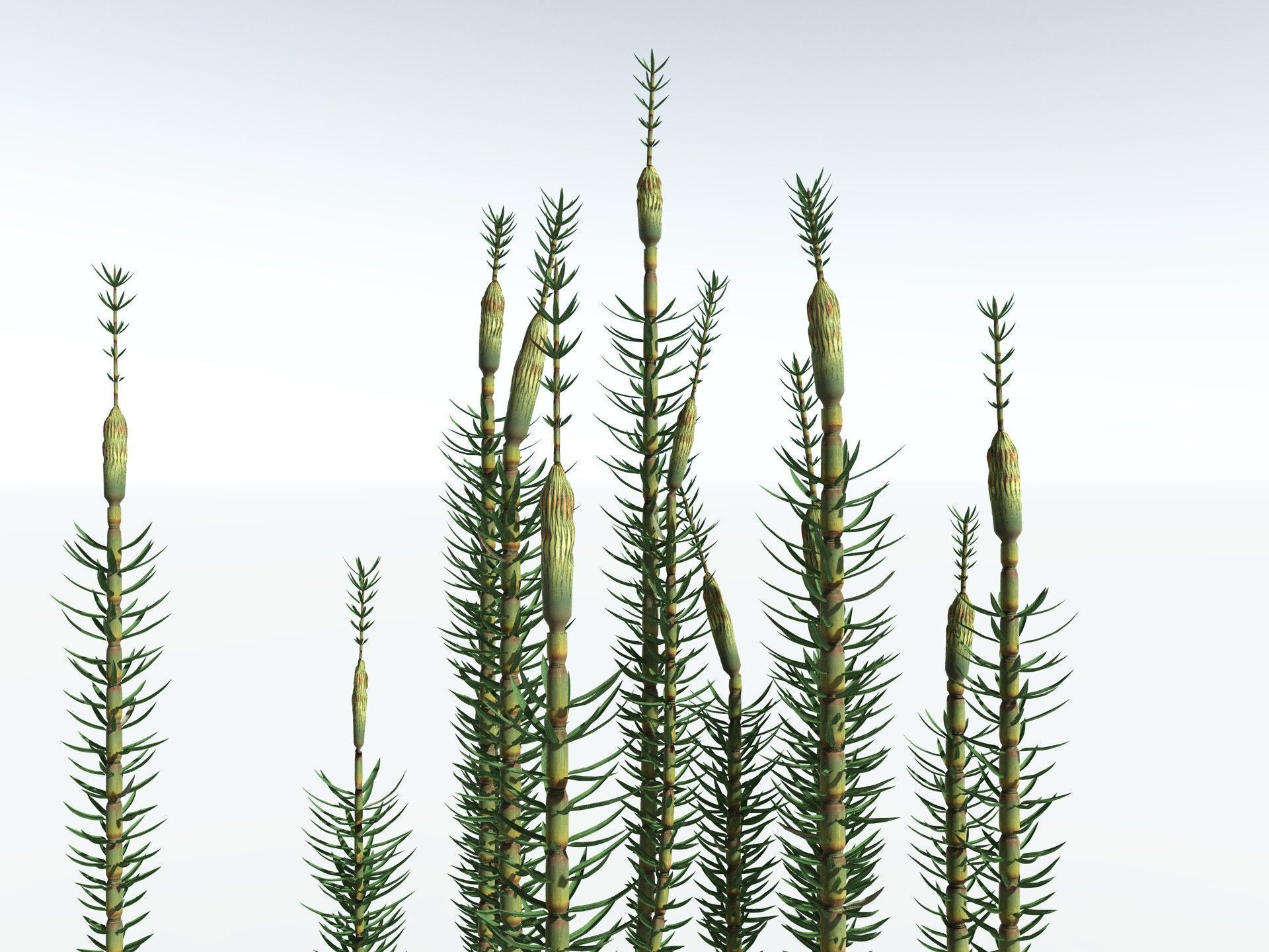 EVERYPlant Calamites Suckowii 3D model_33
