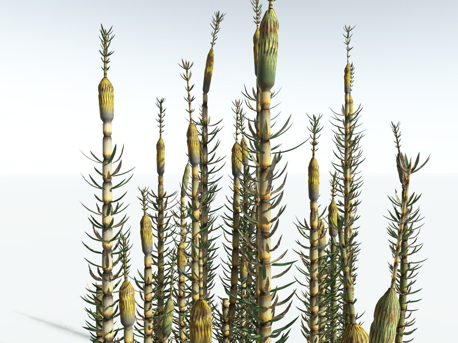 EVERYPlant Calamites Suckowii 3D model_15