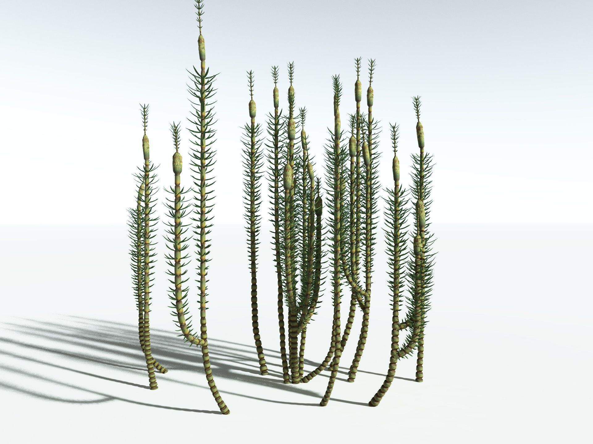 EVERYPlant Calamites Suckowii 3D model_8