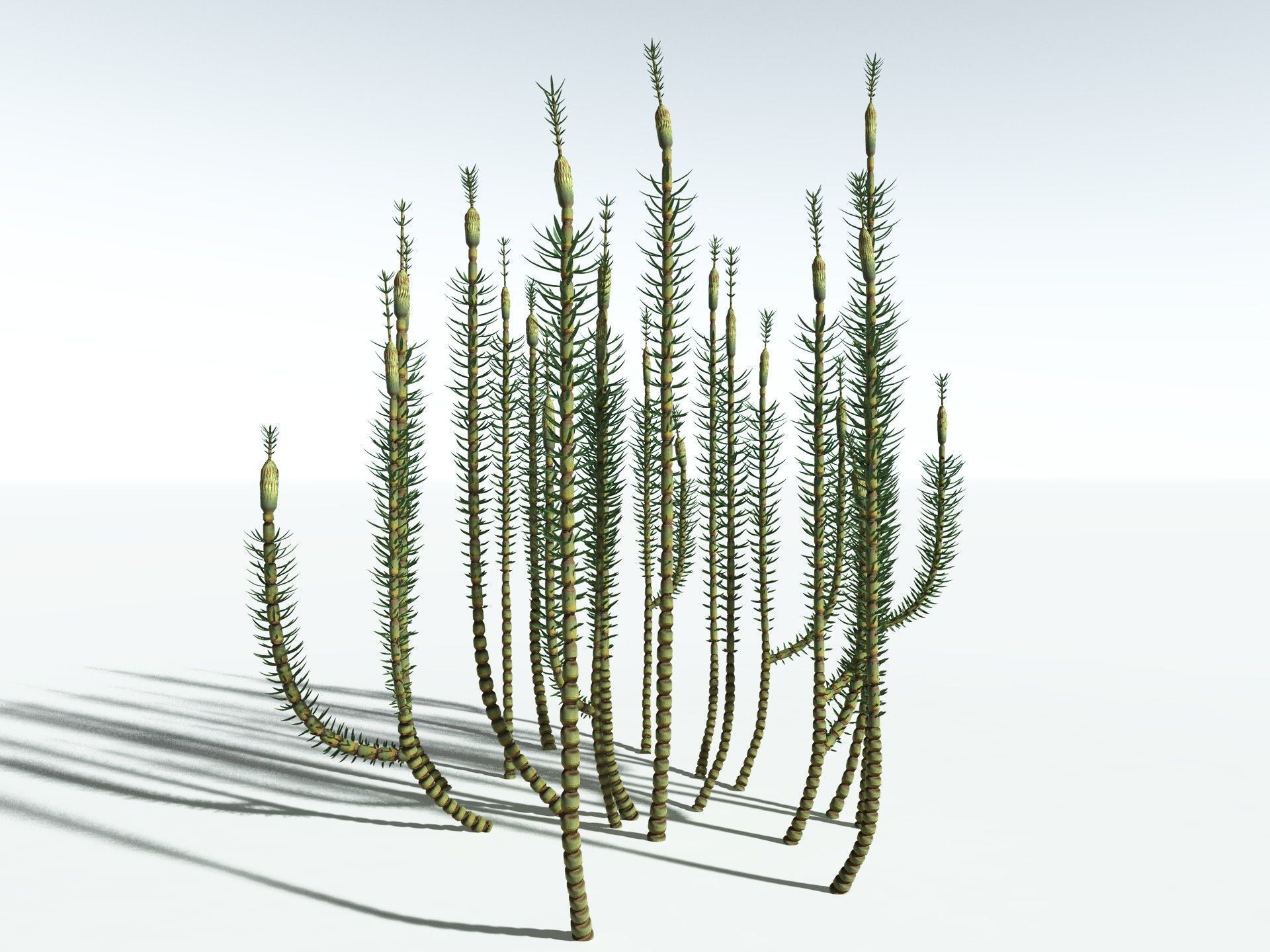 EVERYPlant Calamites Suckowii 3D model_10