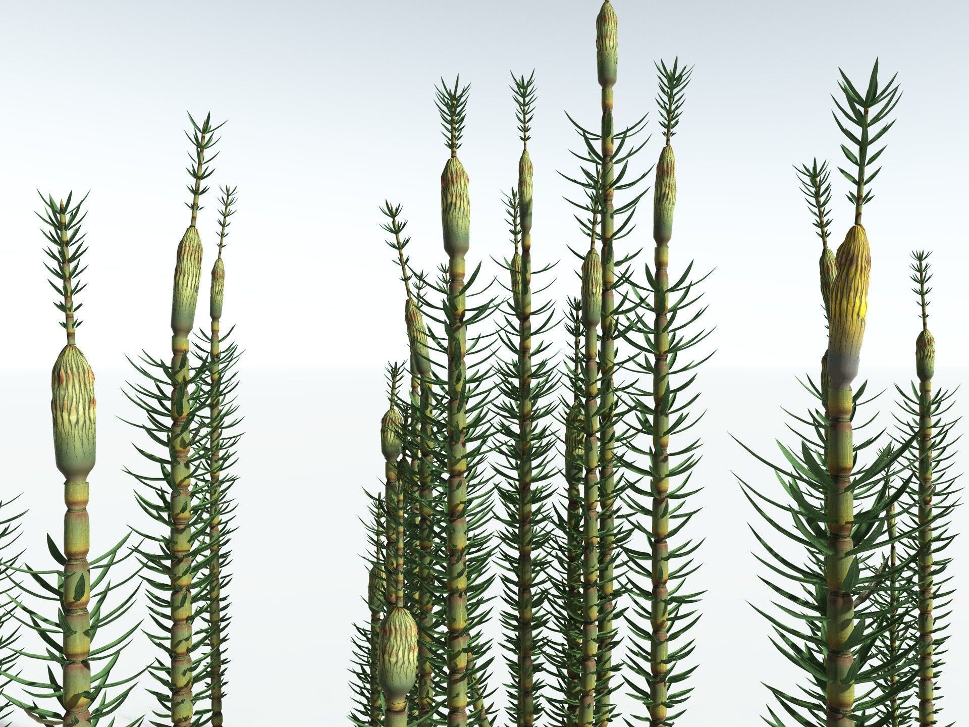 EVERYPlant Calamites Suckowii 3D model_7