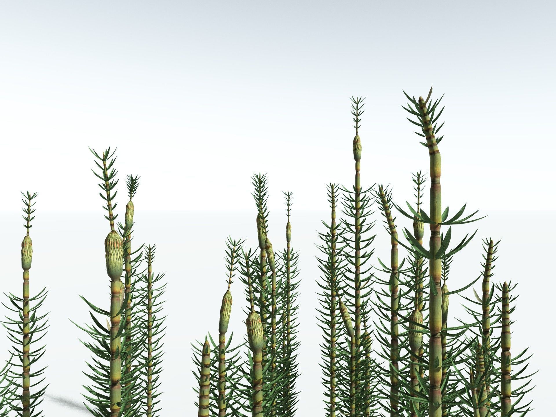 EVERYPlant Calamites Suckowii 3D model_23