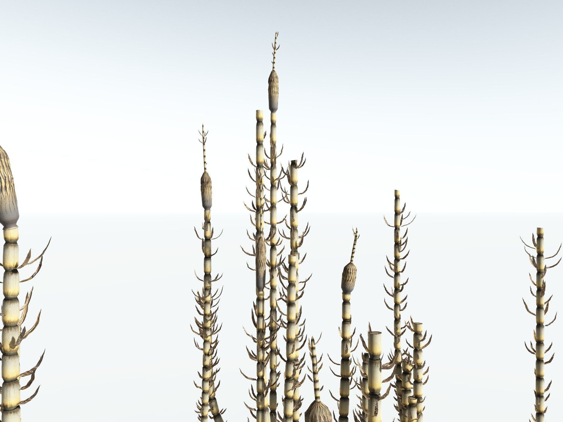 EVERYPlant Calamites Suckowii 3D model_19