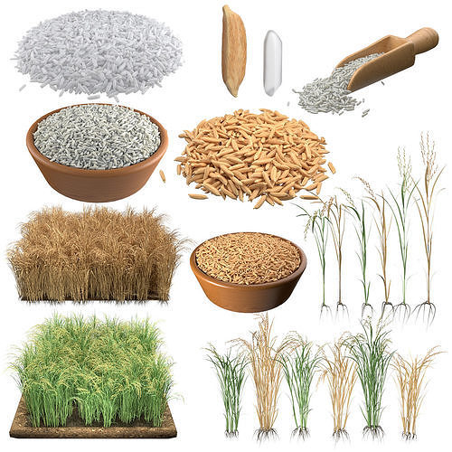 Rice grain and crop mega collection  Low-poly 3D model