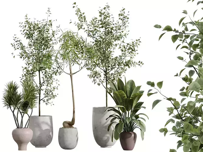 AV Indoor Plants Set 272 Olive Eucalyptus Marginata Ficus Yucca