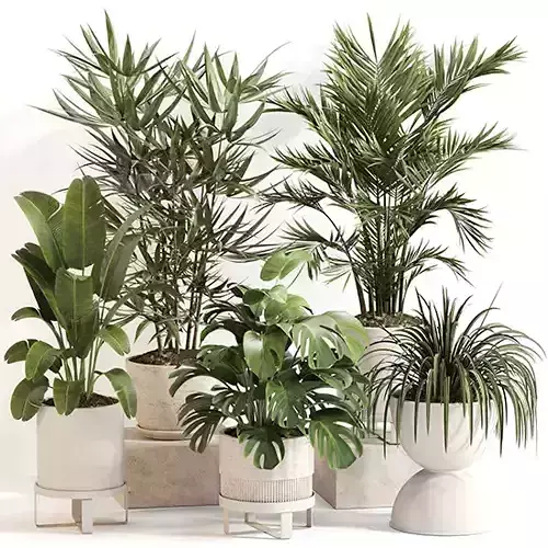 Indoor Plant Set 0158 3D model