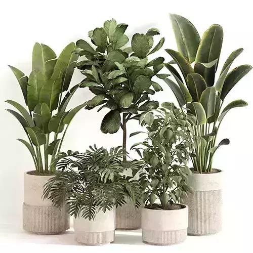 Indoor Plant Set 0159
