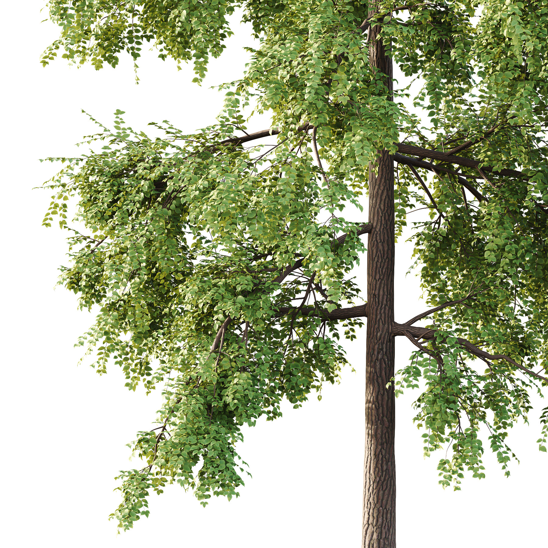 Alder Tree 02 3D model_1
