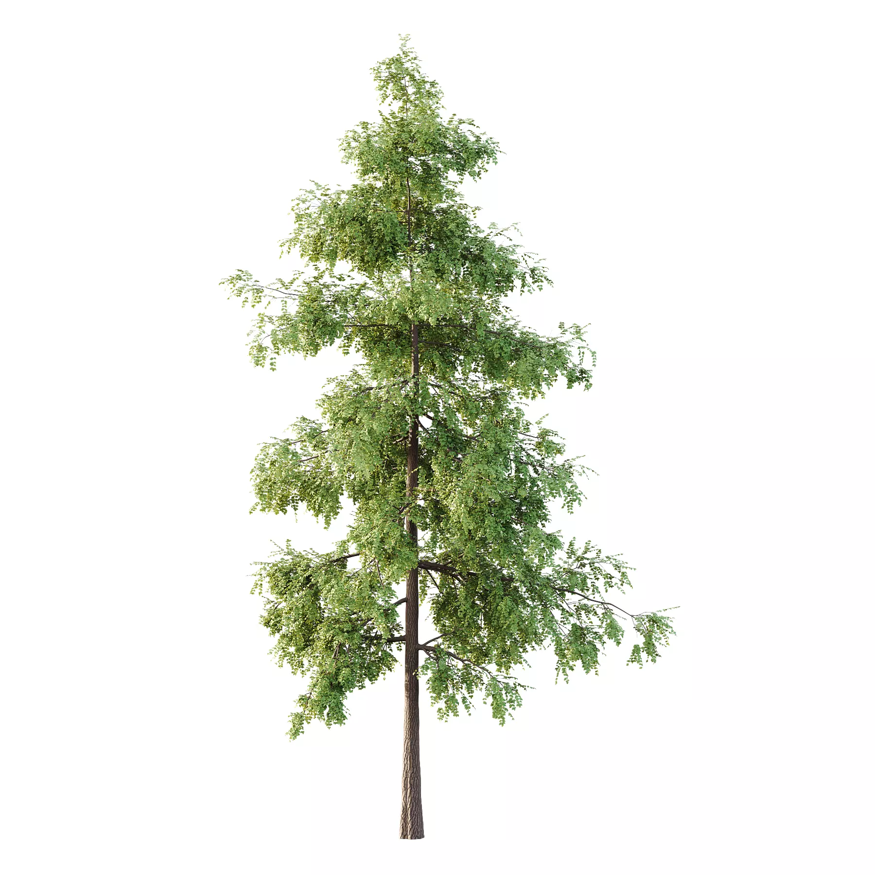 Alder Tree 02 3D model_0