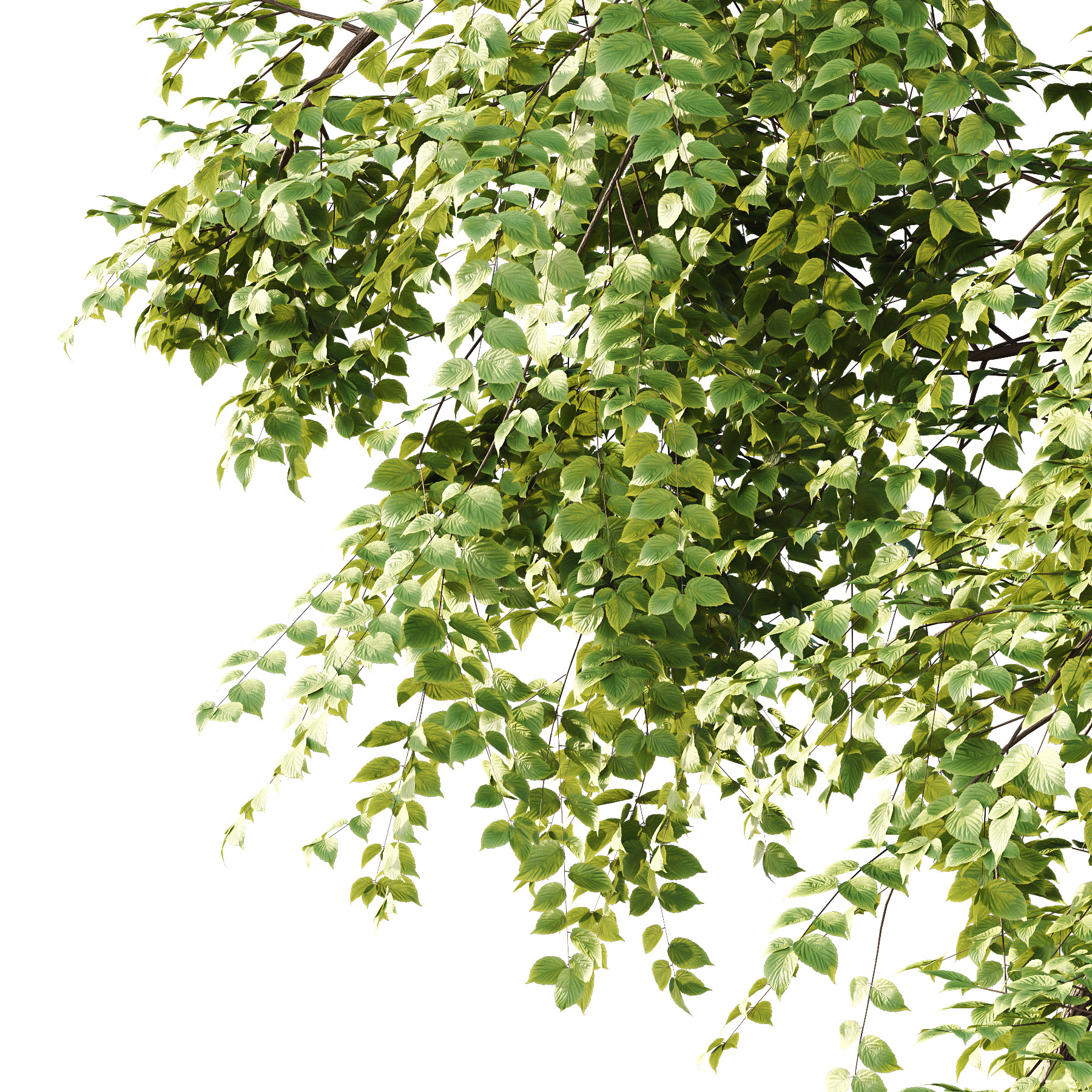 Alder Tree 02 3D model_2