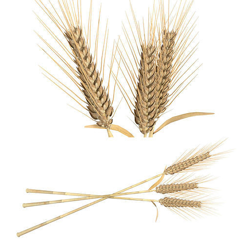Wheat spikes  Low-poly 3D model
