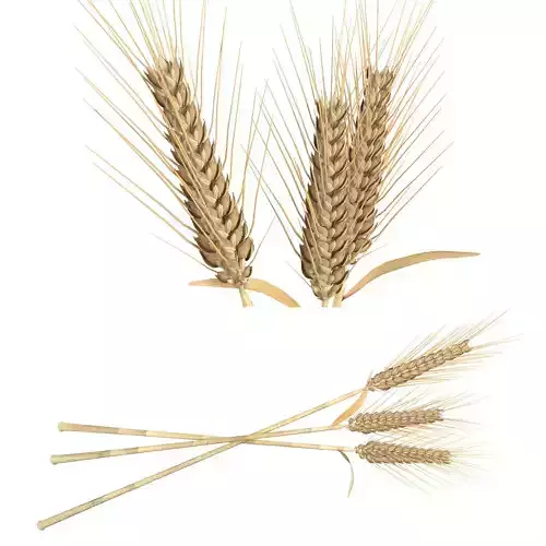 Wheat spikes 