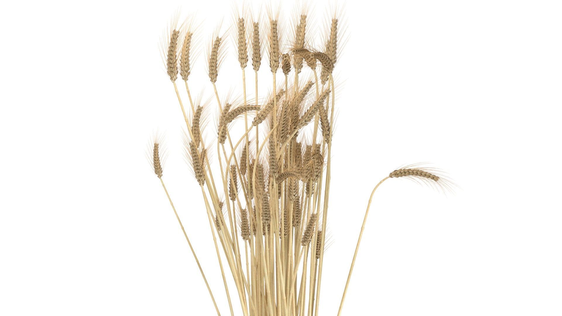 Wheat vase collection Low-poly 3D model_10