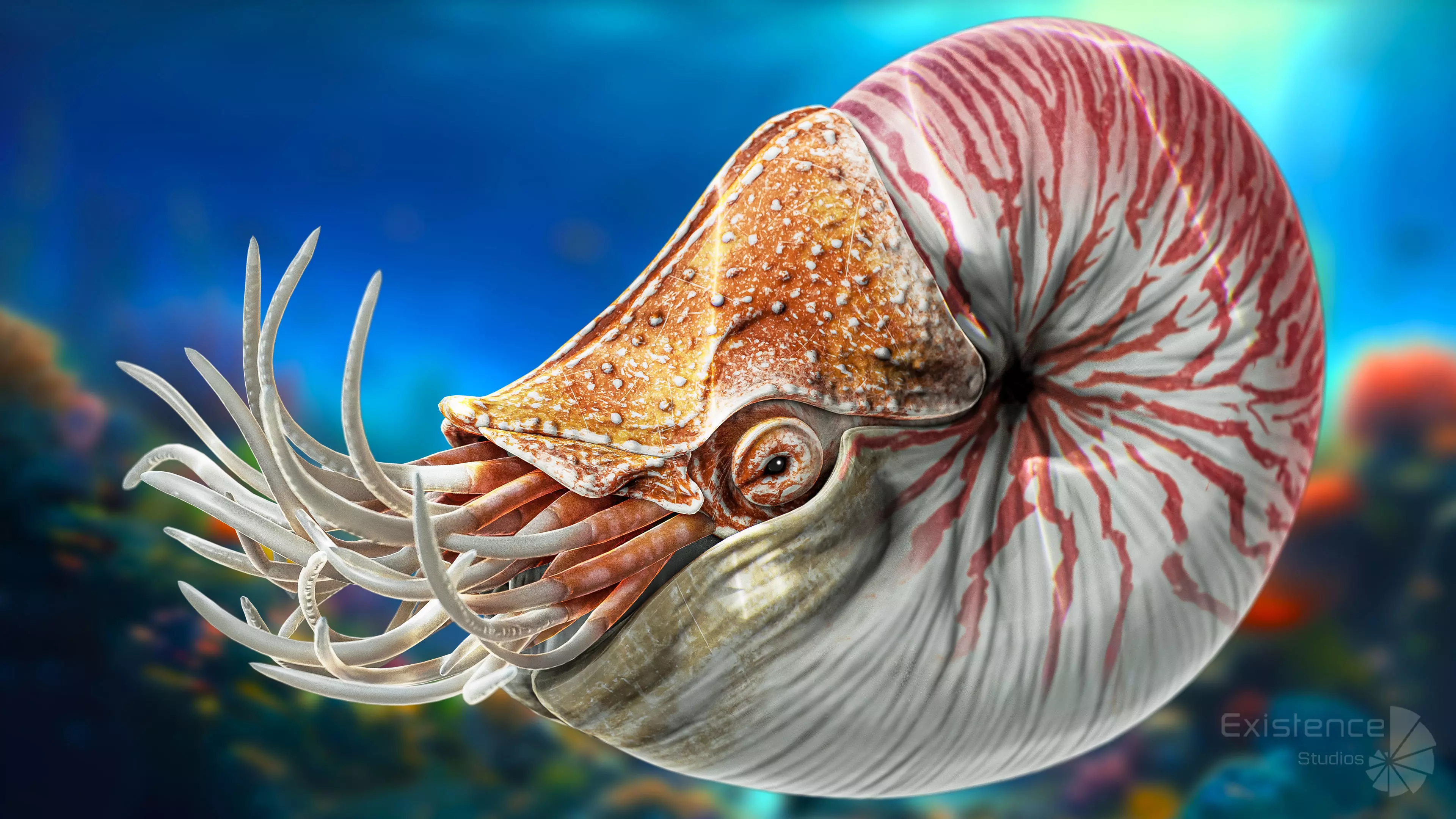 Crab - Coconut Crab - Mantis Shrimp - Sea Turtle - Nautilus - 70 Low-poly 3D model_25