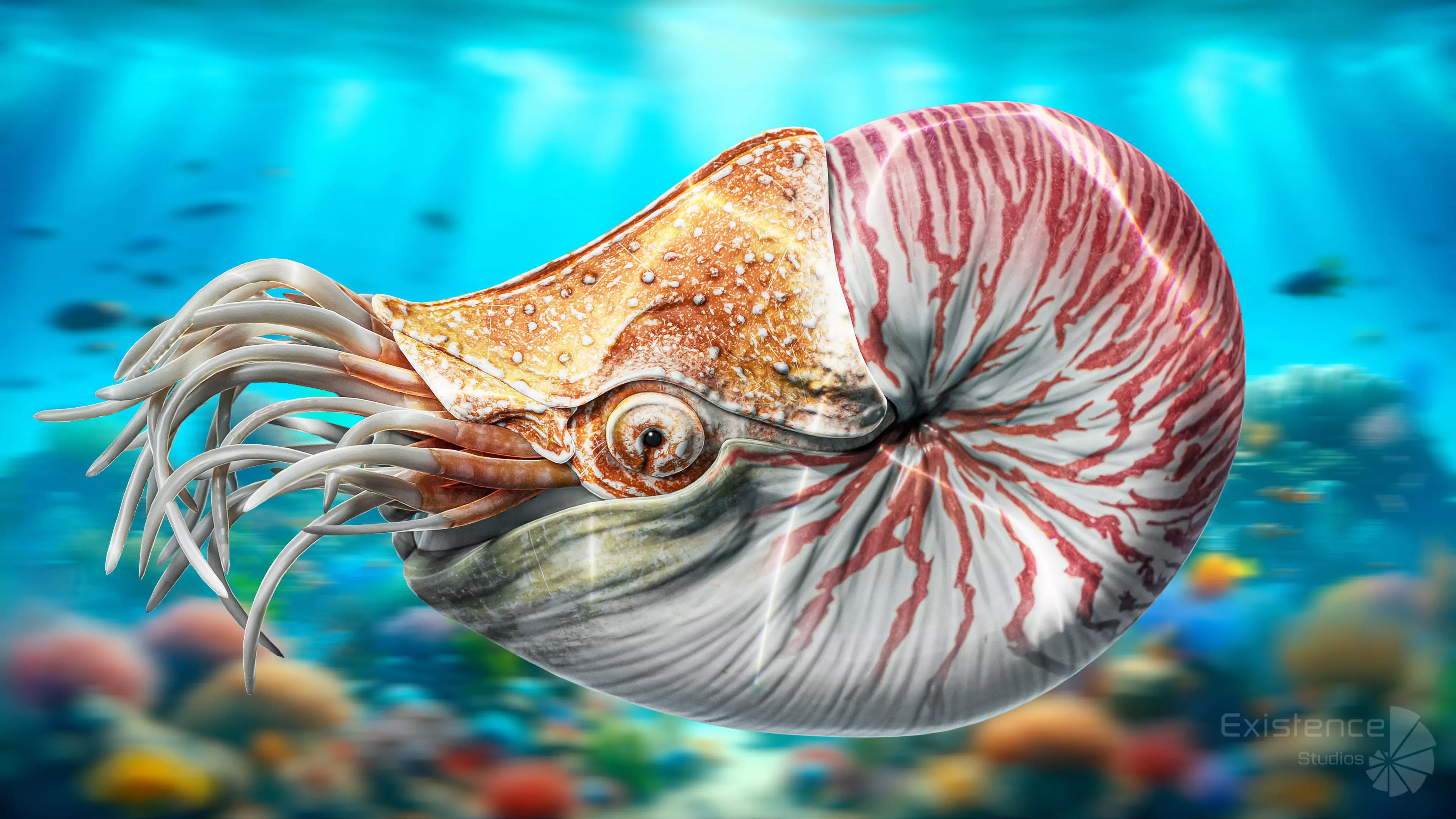 Crab - Coconut Crab - Mantis Shrimp - Sea Turtle - Nautilus - 70 Low-poly 3D model_26