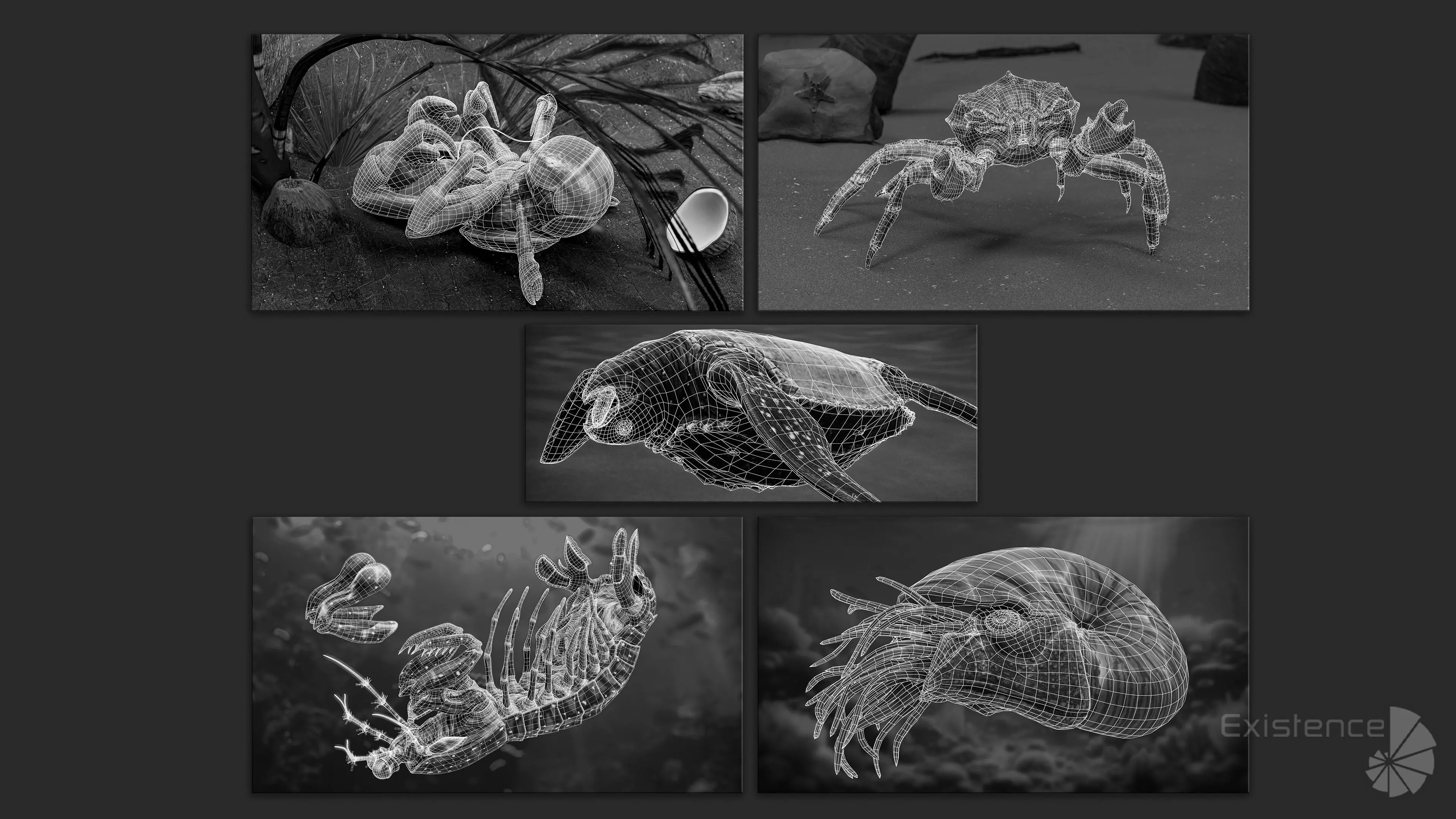 Crab - Coconut Crab - Mantis Shrimp - Sea Turtle - Nautilus - 70 Low-poly 3D model_20